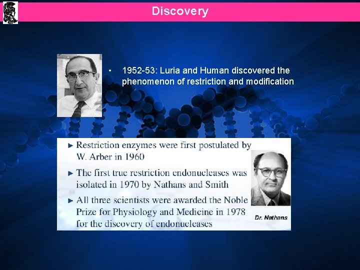 Discovery • 1952 -53: Luria and Human discovered the phenomenon of restriction and modification