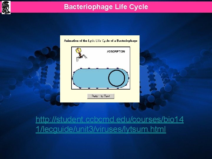 Bacteriophage Life Cycle http: //student. ccbcmd. edu/courses/bio 14 1/lecguide/unit 3/viruses/lytsum. html 