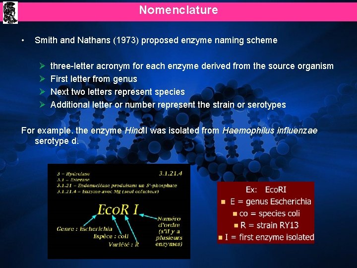 Nomenclature • Smith and Nathans (1973) proposed enzyme naming scheme Ø Ø three-letter acronym