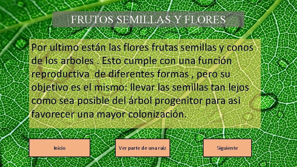 FRUTOS SEMILLAS Y FLORES Por ultimo están las flores frutas semillas y conos de