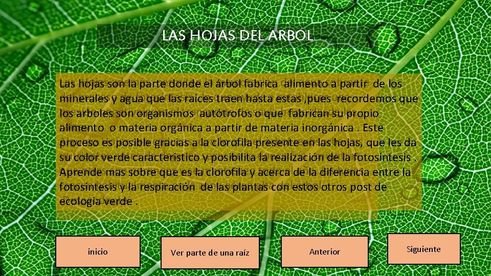 LAS HOJAS DEL ARBOL Hojasson además permiten la árbol evaporación agua sobrante Las hojas