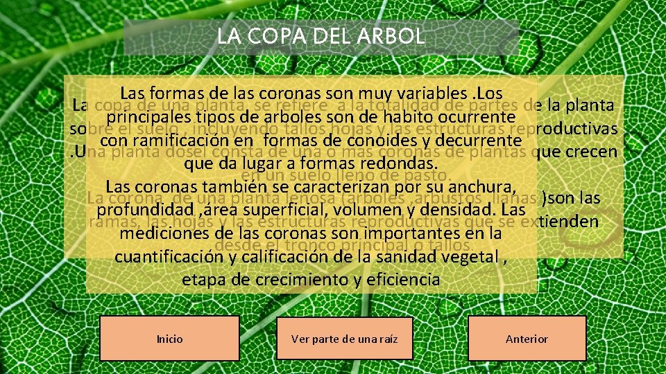 LA COPA DEL ARBOL Las formas de las coronas son muy variables. Los La