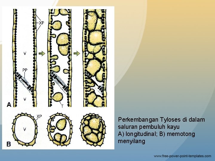 Perkembangan Tyloses di dalam saluran pembuluh kayu A) longitudinal; B) memotong menyilang 