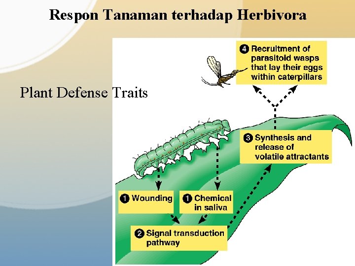 Respon Tanaman terhadap Herbivora Plant Defense Traits 