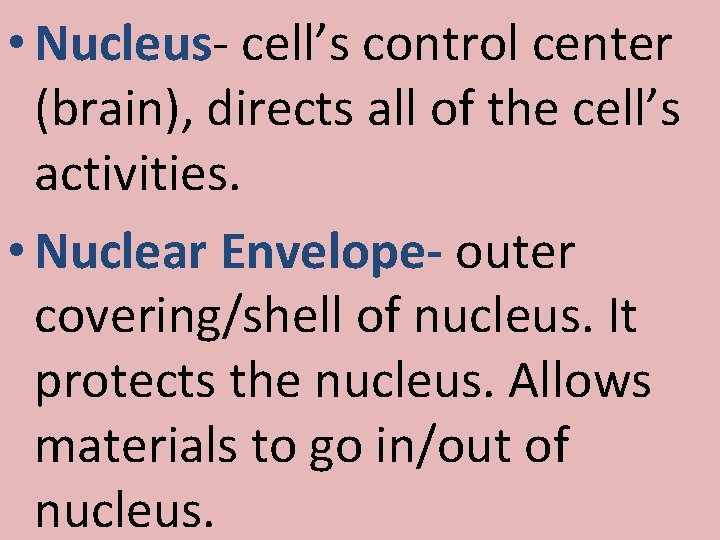  • Nucleus- cell’s control center (brain), directs all of the cell’s activities. •