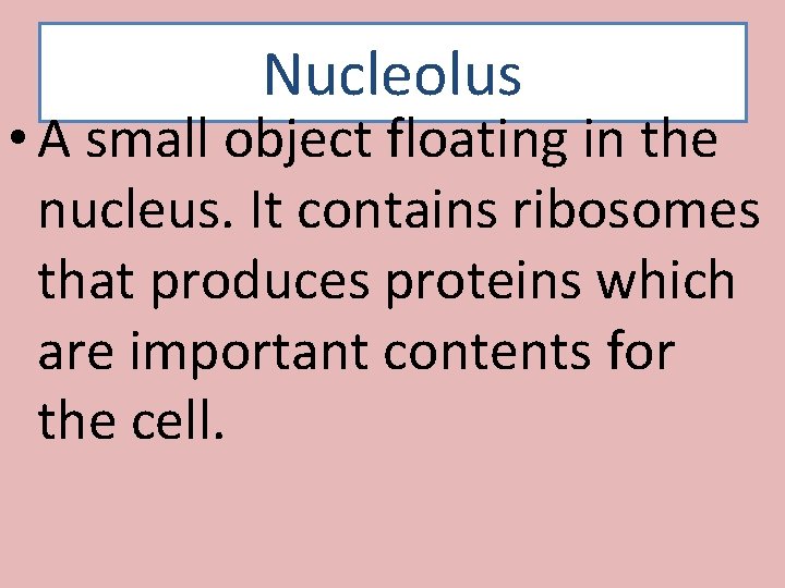 Nucleolus • A small object floating in the nucleus. It contains ribosomes that produces