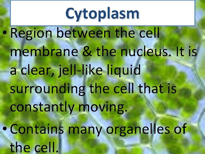 Cytoplasm • Region between the cell membrane & the nucleus. It is a clear,