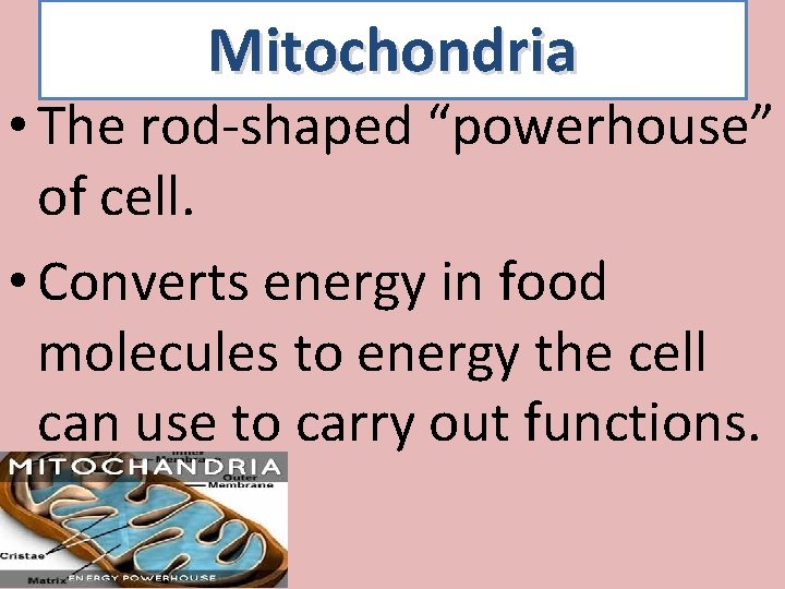 Mitochondria • The rod-shaped “powerhouse” of cell. • Converts energy in food molecules to