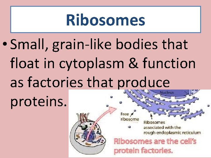 Ribosomes • Small, grain-like bodies that float in cytoplasm & function as factories that