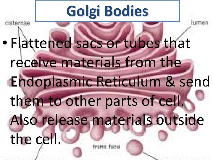 Golgi Bodies • Flattened sacs or tubes that receive materials from the Endoplasmic Reticulum