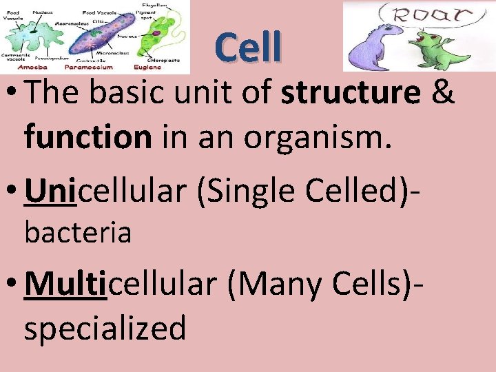 Cell • The basic unit of structure & function in an organism. • Unicellular