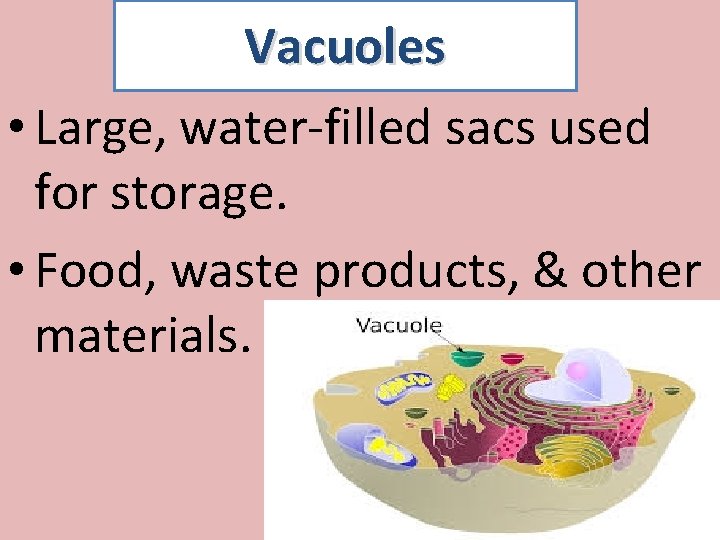 Vacuoles • Large, water-filled sacs used for storage. • Food, waste products, & other