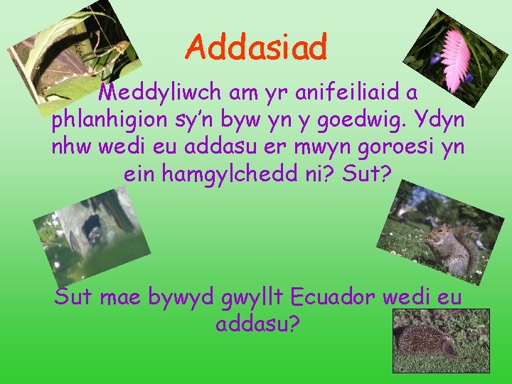 Addasiad Meddyliwch am yr anifeiliaid a phlanhigion sy’n byw yn y goedwig. Ydyn nhw