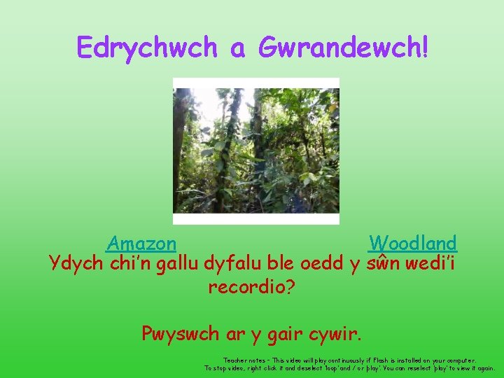 Edrychwch a Gwrandewch! Amazon Woodland Ydych chi’n gallu dyfalu ble oedd y sŵn wedi’i