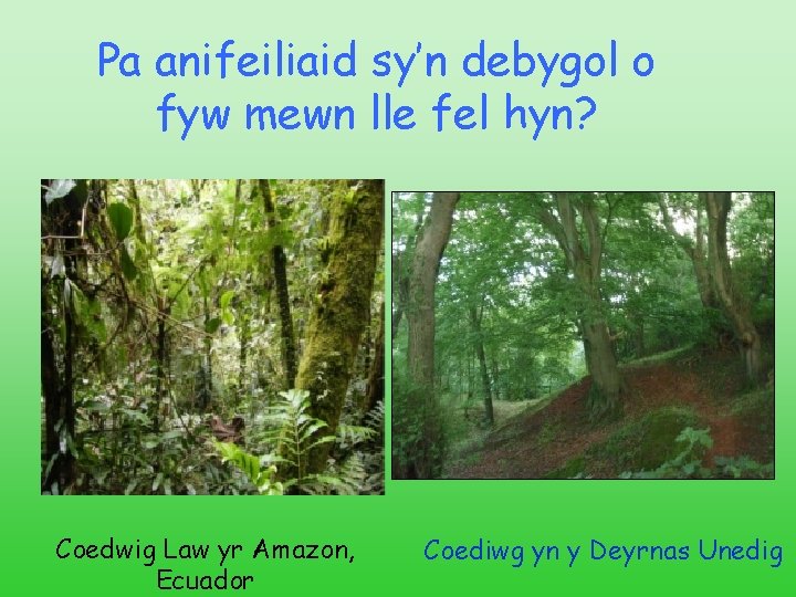 Pa anifeiliaid sy’n debygol o fyw mewn lle fel hyn? Coedwig Law yr Amazon,