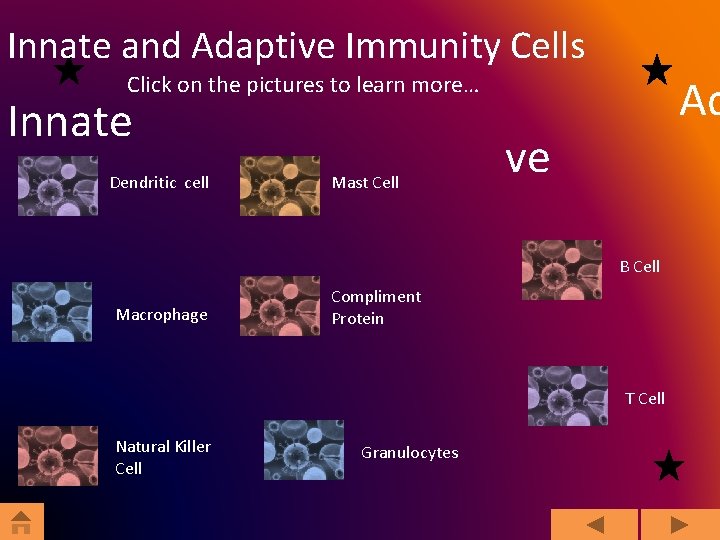 Innate and Adaptive Immunity Cells Ad Click on the pictures to learn more… Innate