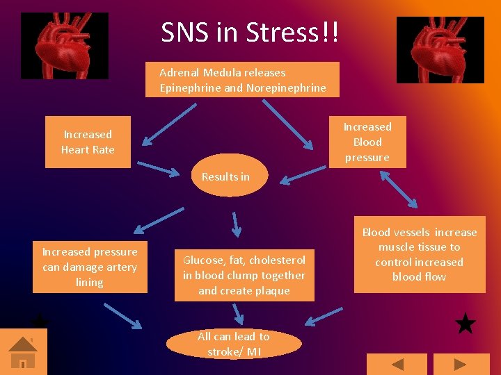 SNS in Stress!! Adrenal Medula releases Epinephrine and Norepinephrine Increased Blood pressure Increased Heart