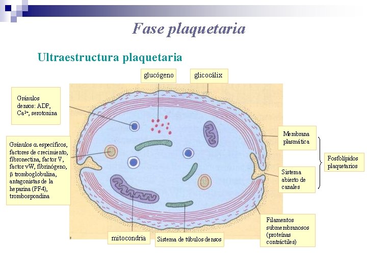 Fase plaquetaria Ultraestructura plaquetaria glucógeno glicocálix Gránulos densos: ADP, Ca 2+, serotonina Membrana plasmática