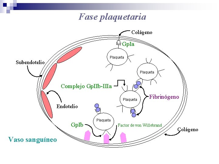 Fase plaquetaria Colágeno Gp. Ia Plaqueta Subendotelio Plaqueta Complejo Gp. IIb-IIIa Plaqueta Fibrinógeno Endotelio