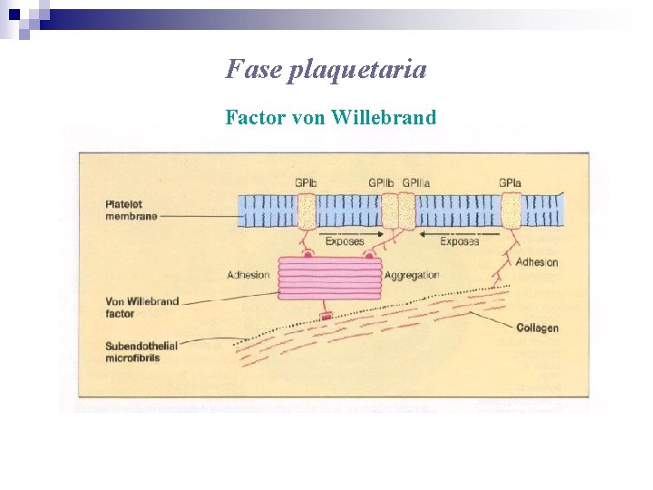 Fase plaquetaria Factor von Willebrand 