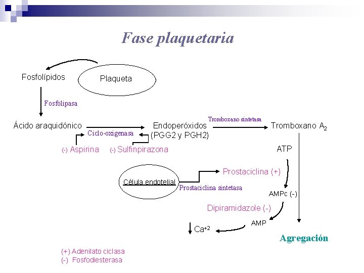 Fase plaquetaria Fosfolípidos Plaqueta Fosfolipasa Ácido araquidónico Tromboxano sintetasa Ciclo-oxigenasa (-) Aspirina Endoperóxidos (PGG