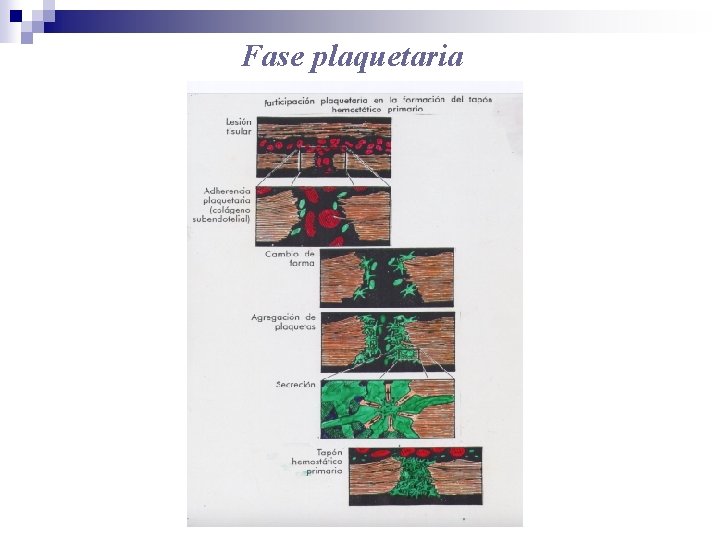 Fase plaquetaria 