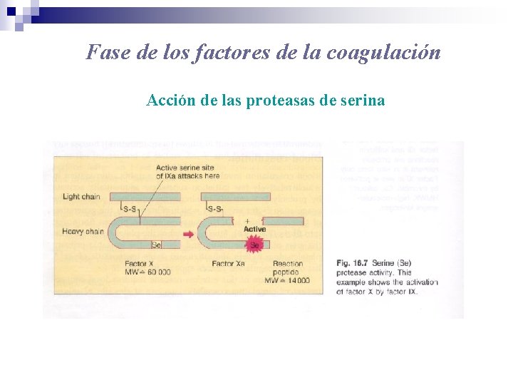 Fase de los factores de la coagulación Acción de las proteasas de serina 