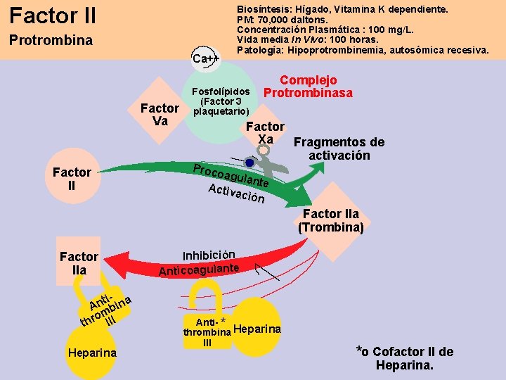 Factor II Protrombina Ca++ Factor Va Factor II Biosíntesis: Hígado, Vitamina K dependiente. PM: