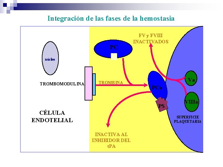 Integración de las fases de la hemostasia PC FV y FVIII INACTIVADOS núcleo TROMBOMODULINA