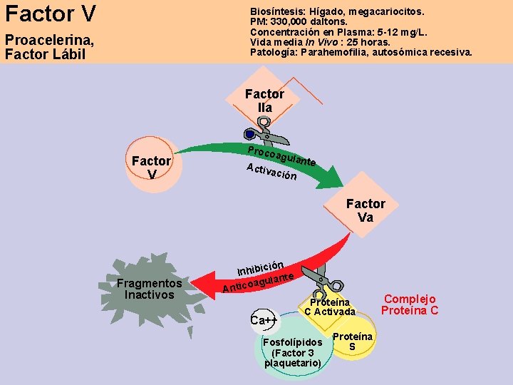 Factor V Biosíntesis: Hígado, megacariocitos. PM: 330, 000 daltons. Concentración en Plasma: 5 -12