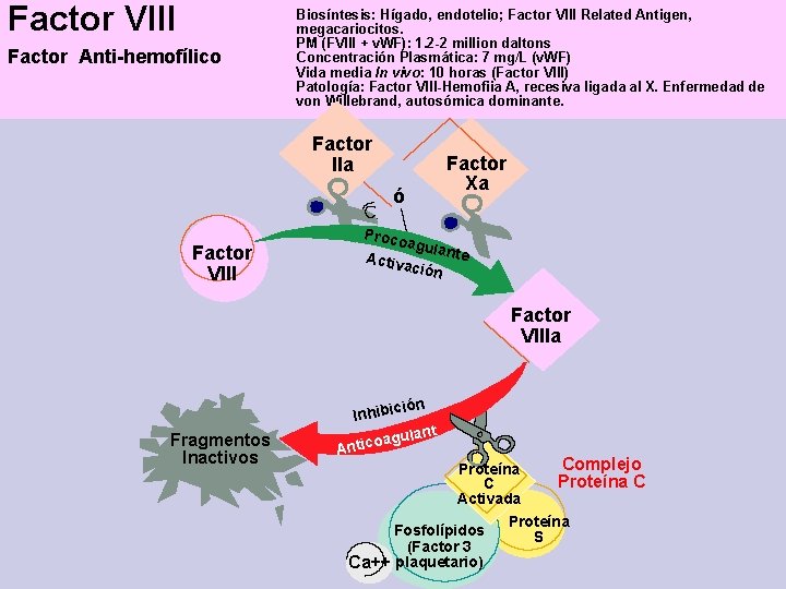 Factor VIII Factor Anti-hemofílico Biosíntesis: Hígado, endotelio; Factor VIII Related Antigen, megacariocitos. PM (FVIII