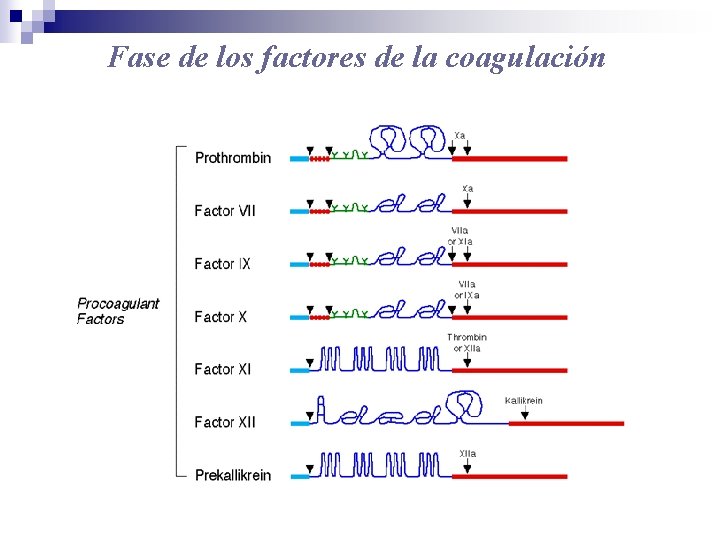 Fase de los factores de la coagulación 