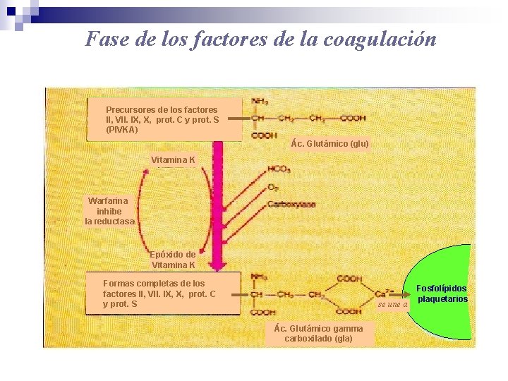 Fase de los factores de la coagulación Precursores de los factores II, VII. IX,