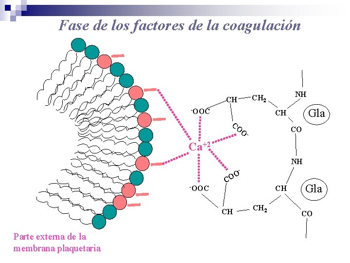 Fase de los factores de la coagulación NH CH 2 CH -OOC Gla CH