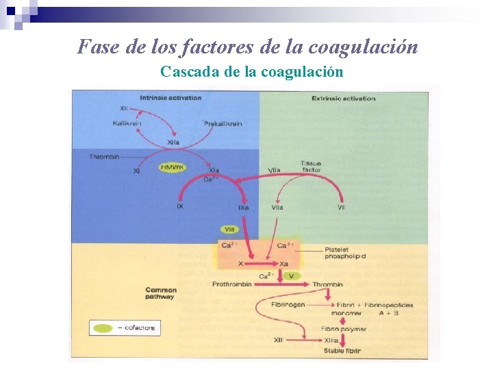 Fase de los factores de la coagulación Cascada de la coagulación 