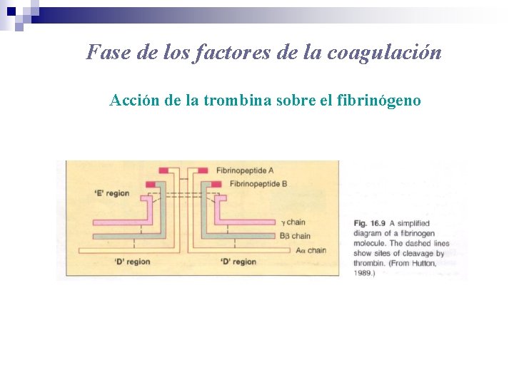 Fase de los factores de la coagulación Acción de la trombina sobre el fibrinógeno