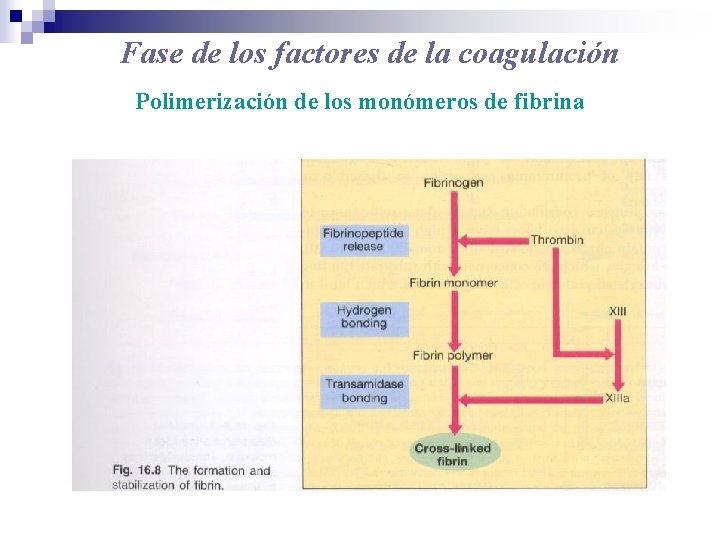 Fase de los factores de la coagulación Polimerización de los monómeros de fibrina 
