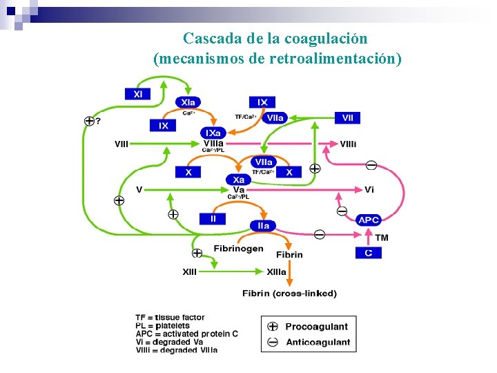 Cascada de la coagulación (mecanismos de retroalimentación) 