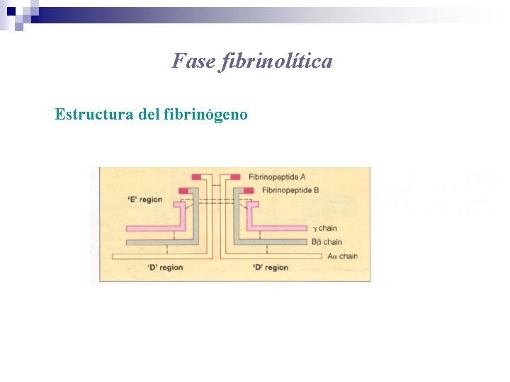 Fase fibrinolítica Estructura del fibrinógeno 
