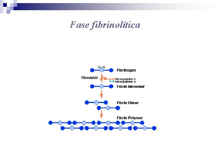 Fase fibrinolítica 