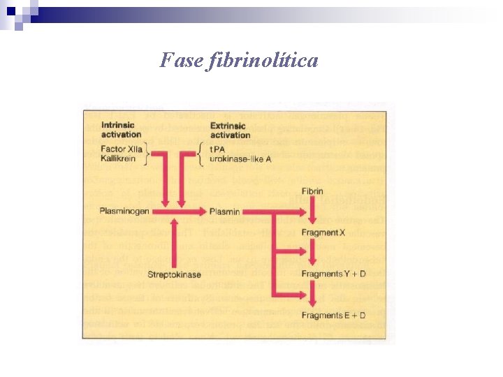 Fase fibrinolítica 