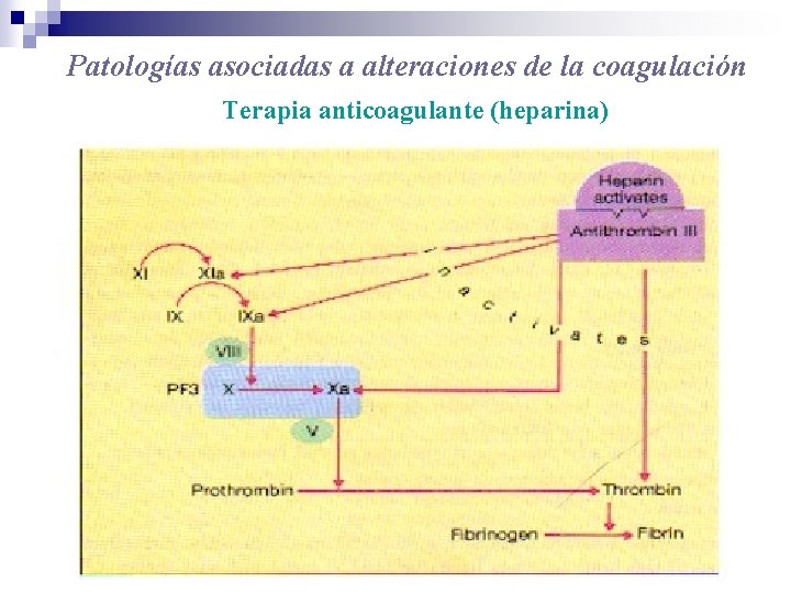 Patologías asociadas a alteraciones de la coagulación Terapia anticoagulante (heparina) 