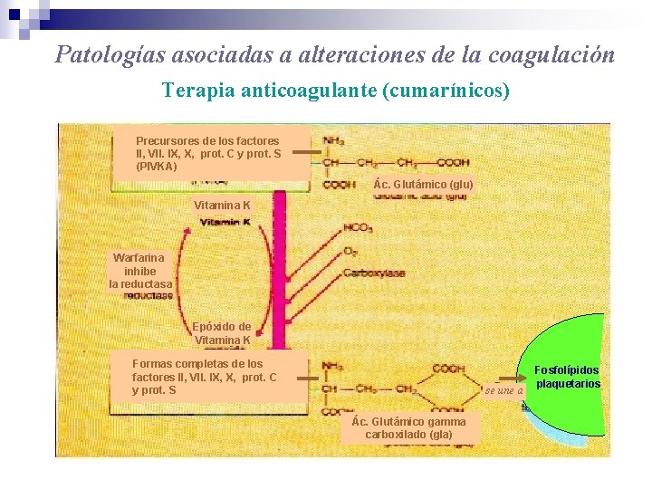 Patologías asociadas a alteraciones de la coagulación Terapia anticoagulante (cumarínicos) Precursores de los factores