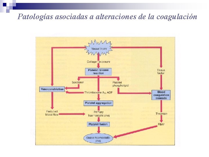 Patologías asociadas a alteraciones de la coagulación 