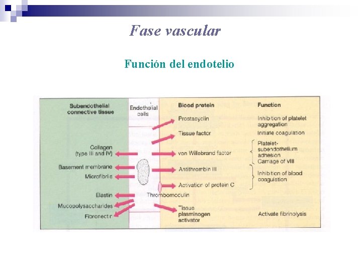 Fase vascular Función del endotelio 