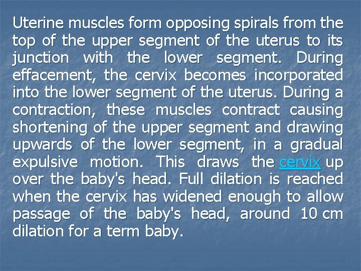 Uterine muscles form opposing spirals from the top of the upper segment of the