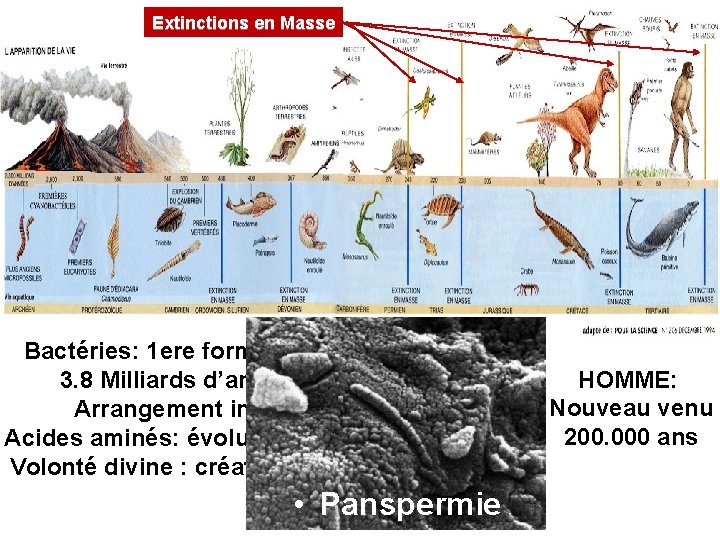 Extinctions en Masse Bactéries: 1 ere forme de vie 3. 8 Milliards d’années Arrangement