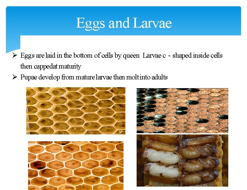 Eggs and Larvae (Brood) Ø Eggs are laid in the bottom of cells by