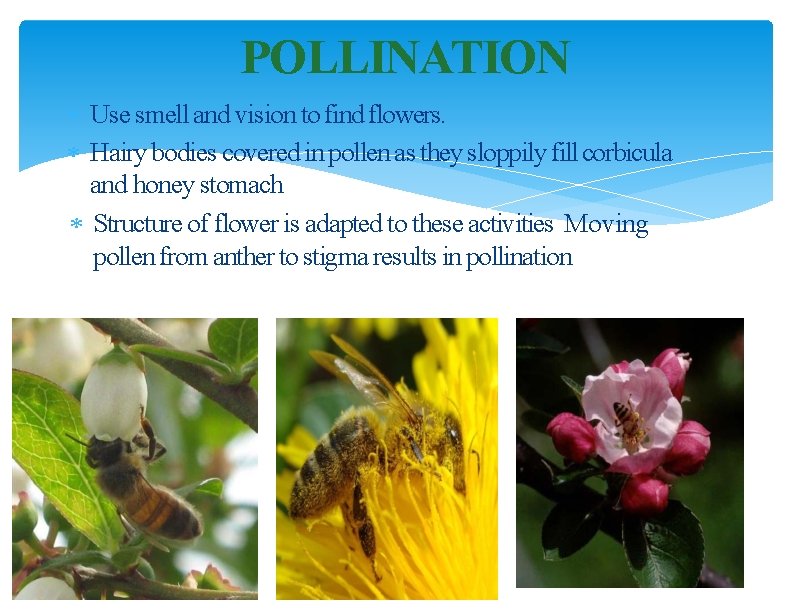 POLLINATION Use smell and vision to find flowers. Hairy bodies covered in pollen as