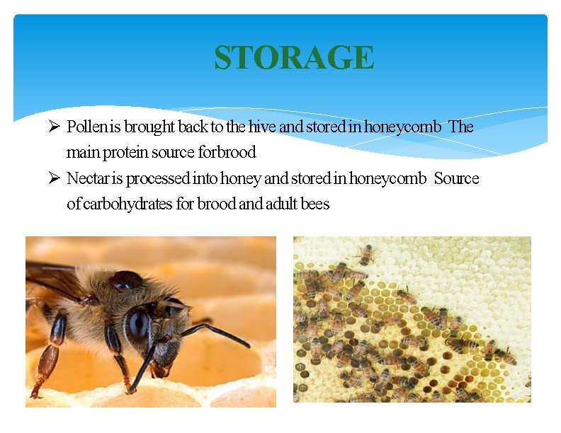STORAGE Ø Pollen is brought back to the hive and stored in honeycomb The